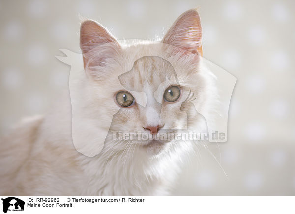 Maine Coon Portrait / Maine Coon Portrait / RR-92962