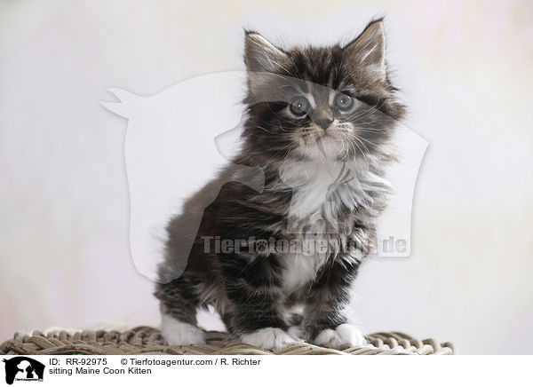 sitzendes Maine Coon Ktzchen / sitting Maine Coon Kitten / RR-92975