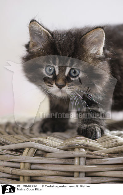 Maine Coon Ktzchen / Maine Coon Kitten / RR-92996