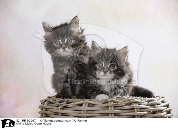 sitzende Maine Coon Ktzchen / sitting Maine Coon kittens / RR-92997