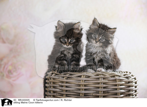 sitzende Maine Coon Ktzchen / sitting Maine Coon kittens / RR-93005