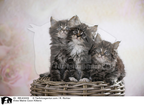 drei Maine Coon Ktzchen / three Maine Coon Kittens / RR-93009