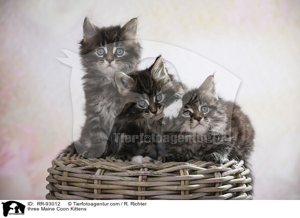 drei Maine Coon Ktzchen / three Maine Coon Kittens / RR-93012