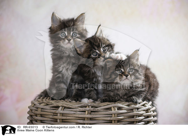 drei Maine Coon Ktzchen / three Maine Coon Kittens / RR-93013