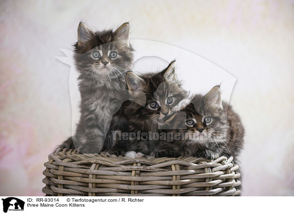 drei Maine Coon Ktzchen / three Maine Coon Kittens / RR-93014