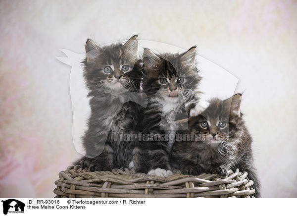 three Maine Coon Kittens / RR-93016