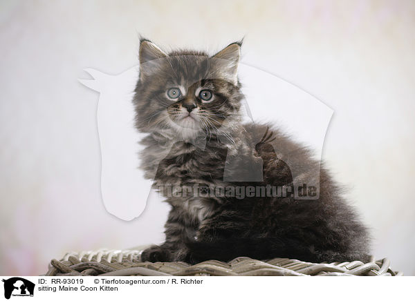 sitzendes Maine Coon Ktzchen / sitting Maine Coon Kitten / RR-93019