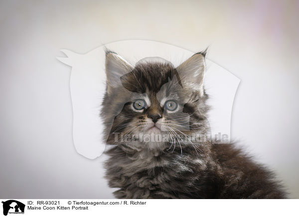 Maine Coon Ktzchen Portrait / Maine Coon Kitten Portrait / RR-93021