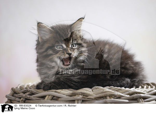 liegende Maine Coon / lying Maine Coon / RR-93024