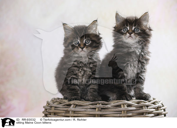 sitzende Maine Coon Ktzchen / sitting Maine Coon kittens / RR-93032