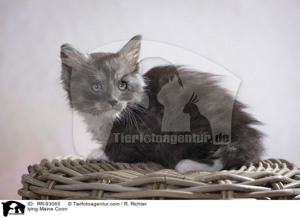 liegende Maine Coon / lying Maine Coon / RR-93065
