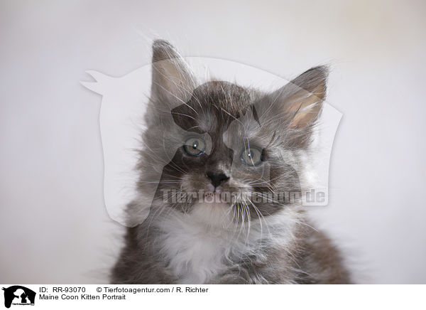 Maine Coon Ktzchen Portrait / Maine Coon Kitten Portrait / RR-93070