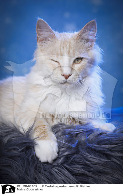 Maine Coon zwinkert / Maine Coon winks / RR-93109