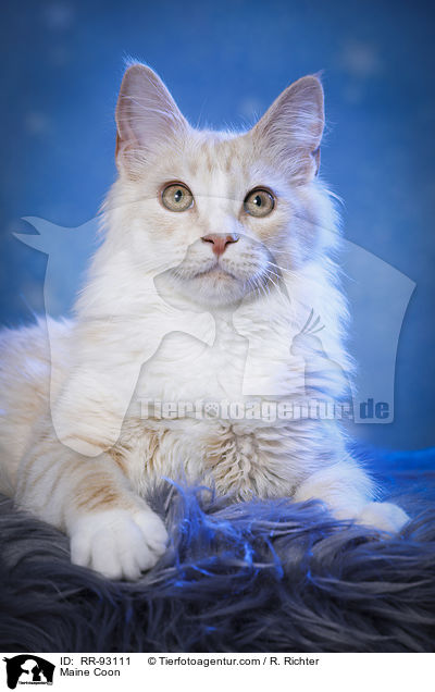 Maine Coon / Maine Coon / RR-93111