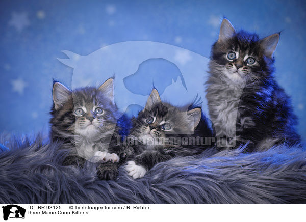 drei Maine Coon Ktzchen / three Maine Coon Kittens / RR-93125