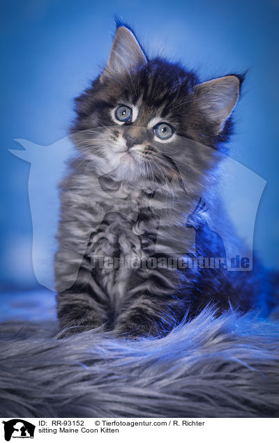 sitzendes Maine Coon Ktzchen / sitting Maine Coon Kitten / RR-93152