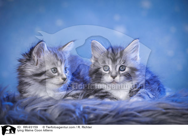 liegende Maine Coon Ktzchen / lying Maine Coon kittens / RR-93159