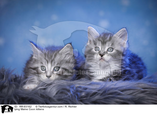 liegende Maine Coon Ktzchen / lying Maine Coon kittens / RR-93162