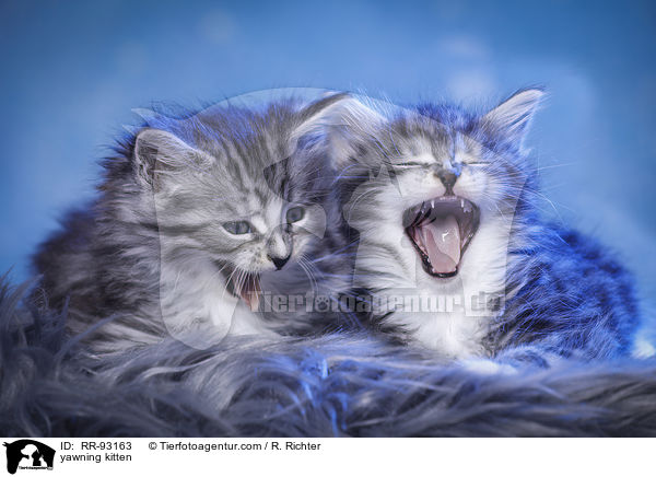 ghnendes Ktzchen / yawning kitten / RR-93163