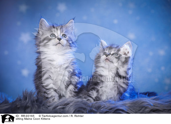 sitzende Maine Coon Ktzchen / sitting Maine Coon Kittens / RR-93165