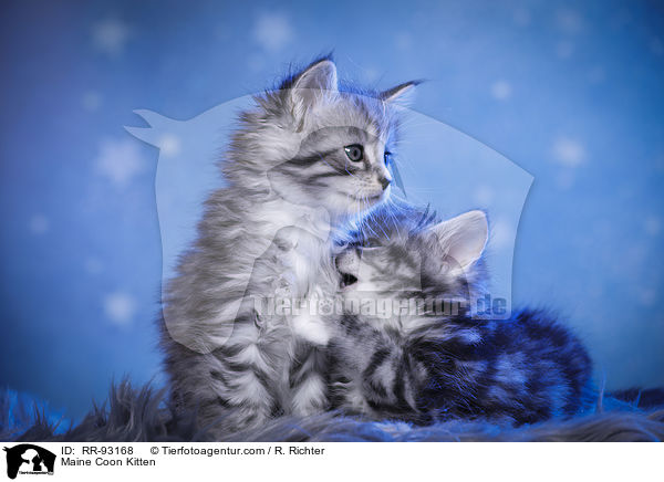 Maine Coon Ktzchen / Maine Coon Kitten / RR-93168