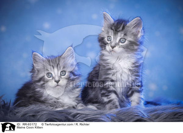 Maine Coon Ktzchen / Maine Coon Kitten / RR-93172