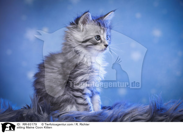 sitzendes Maine Coon Ktzchen / sitting Maine Coon Kitten / RR-93179