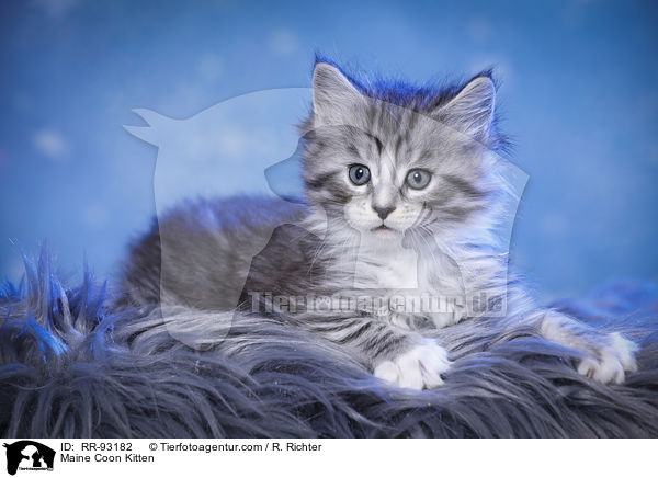 Maine Coon Ktzchen / Maine Coon Kitten / RR-93182