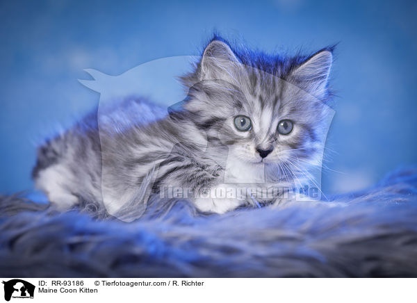 Maine Coon Ktzchen / Maine Coon Kitten / RR-93186