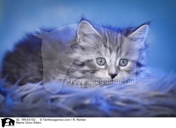 Maine Coon Ktzchen / Maine Coon Kitten / RR-93192