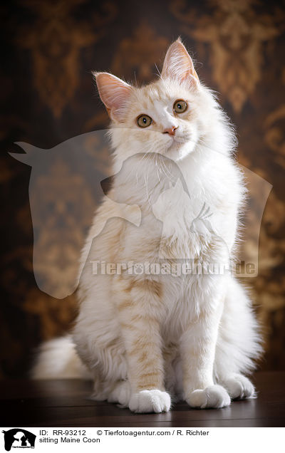 sitzende Maine Coon / sitting Maine Coon / RR-93212