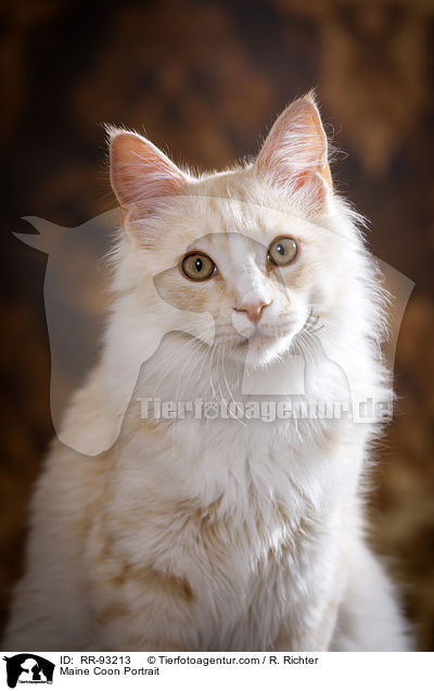 Maine Coon Portrait / Maine Coon Portrait / RR-93213