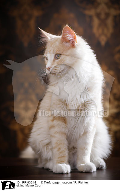 sitzende Maine Coon / sitting Maine Coon / RR-93214