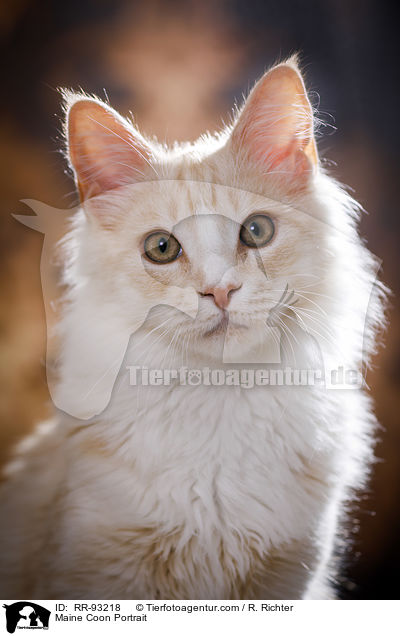 Maine Coon Portrait / Maine Coon Portrait / RR-93218