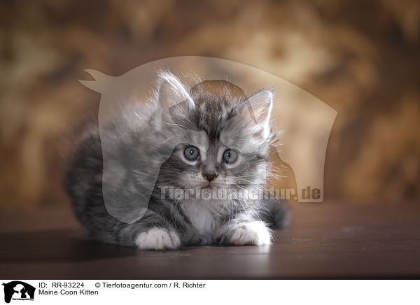 Maine Coon Ktzchen / Maine Coon Kitten / RR-93224