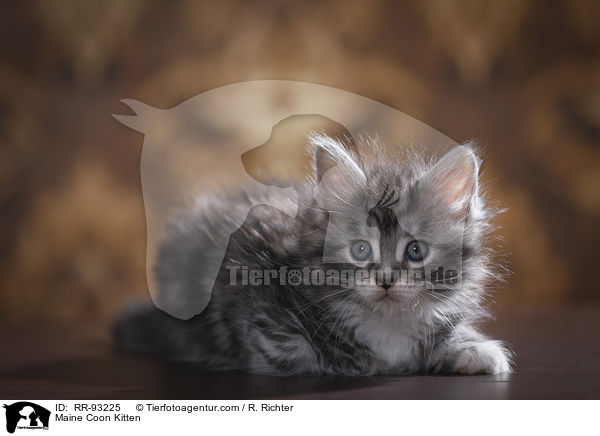 Maine Coon Ktzchen / Maine Coon Kitten / RR-93225