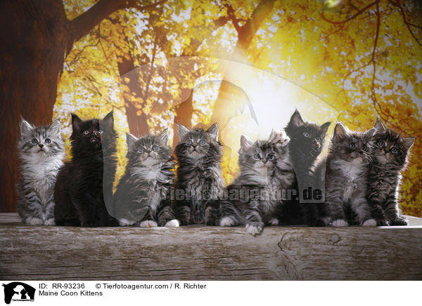Maine Coon Wurf / Maine Coon Kittens / RR-93236