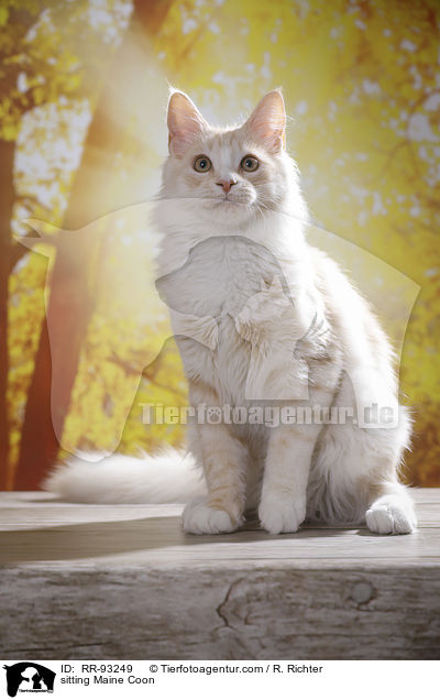 sitzende Maine Coon / sitting Maine Coon / RR-93249