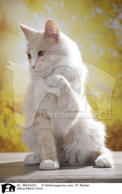 sitzende Maine Coon / sitting Maine Coon / RR-93251