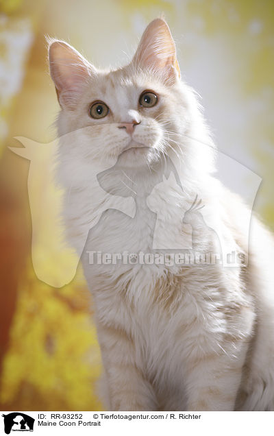 Maine Coon Portrait / Maine Coon Portrait / RR-93252