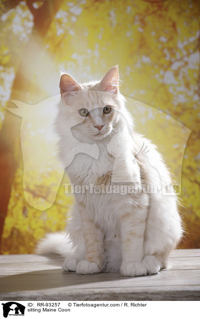 sitzende Maine Coon / sitting Maine Coon / RR-93257