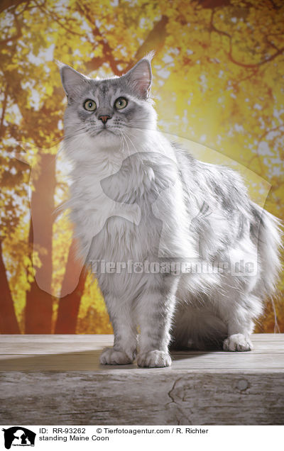 stehende Maine Coon / standing Maine Coon / RR-93262