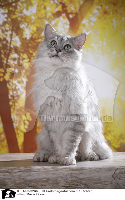 sitzende Maine Coon / sitting Maine Coon / RR-93266