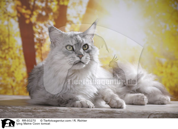 liegender Maine Coon Kater / lying Maine Coon tomcat / RR-93270