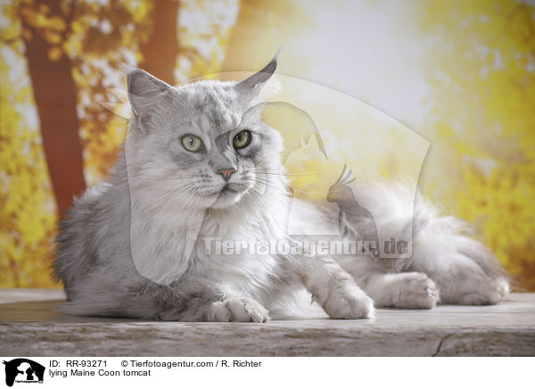 liegender Maine Coon Kater / lying Maine Coon tomcat / RR-93271