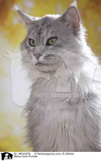 Maine Coon Portrait / Maine Coon Portrait / RR-93278