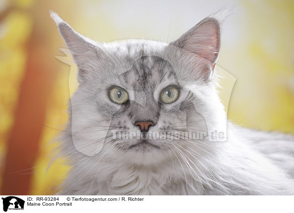 Maine Coon Portrait / Maine Coon Portrait / RR-93284