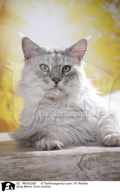 liegender Maine Coon Kater / lying Maine Coon tomcat / RR-93285