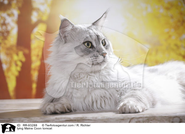 liegender Maine Coon Kater / lying Maine Coon tomcat / RR-93288