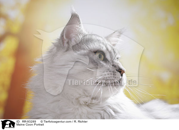 Maine Coon Portrait / Maine Coon Portrait / RR-93289